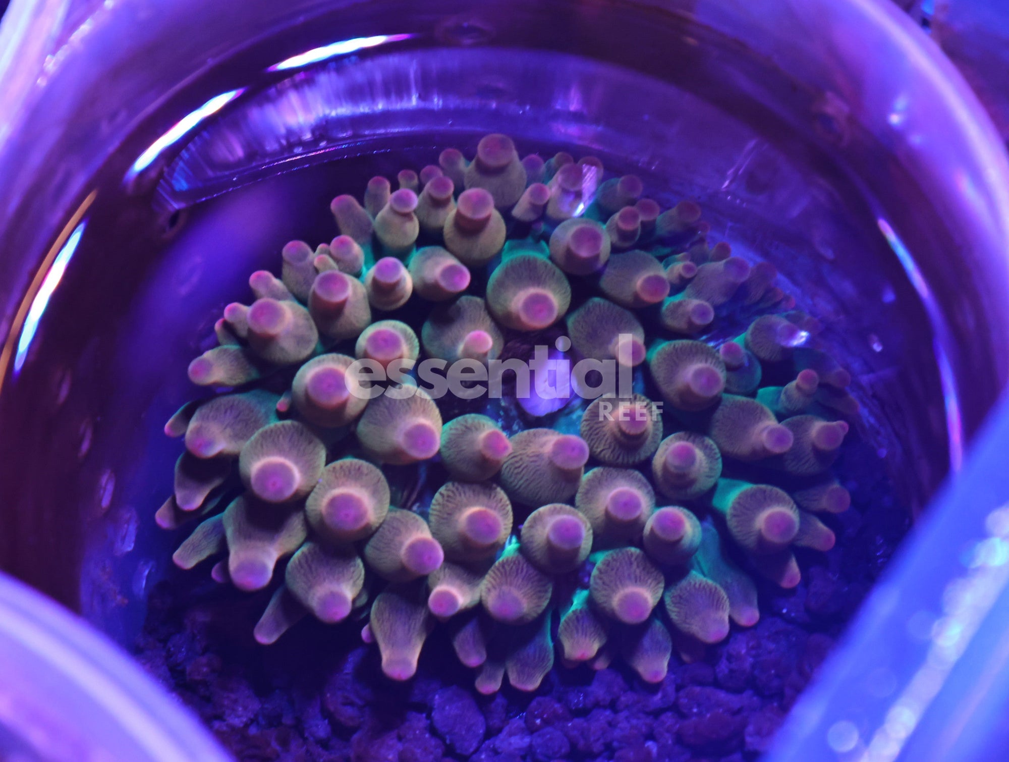 Watermarked - M23 - Ultra Rose Anemeone Cultured Ml