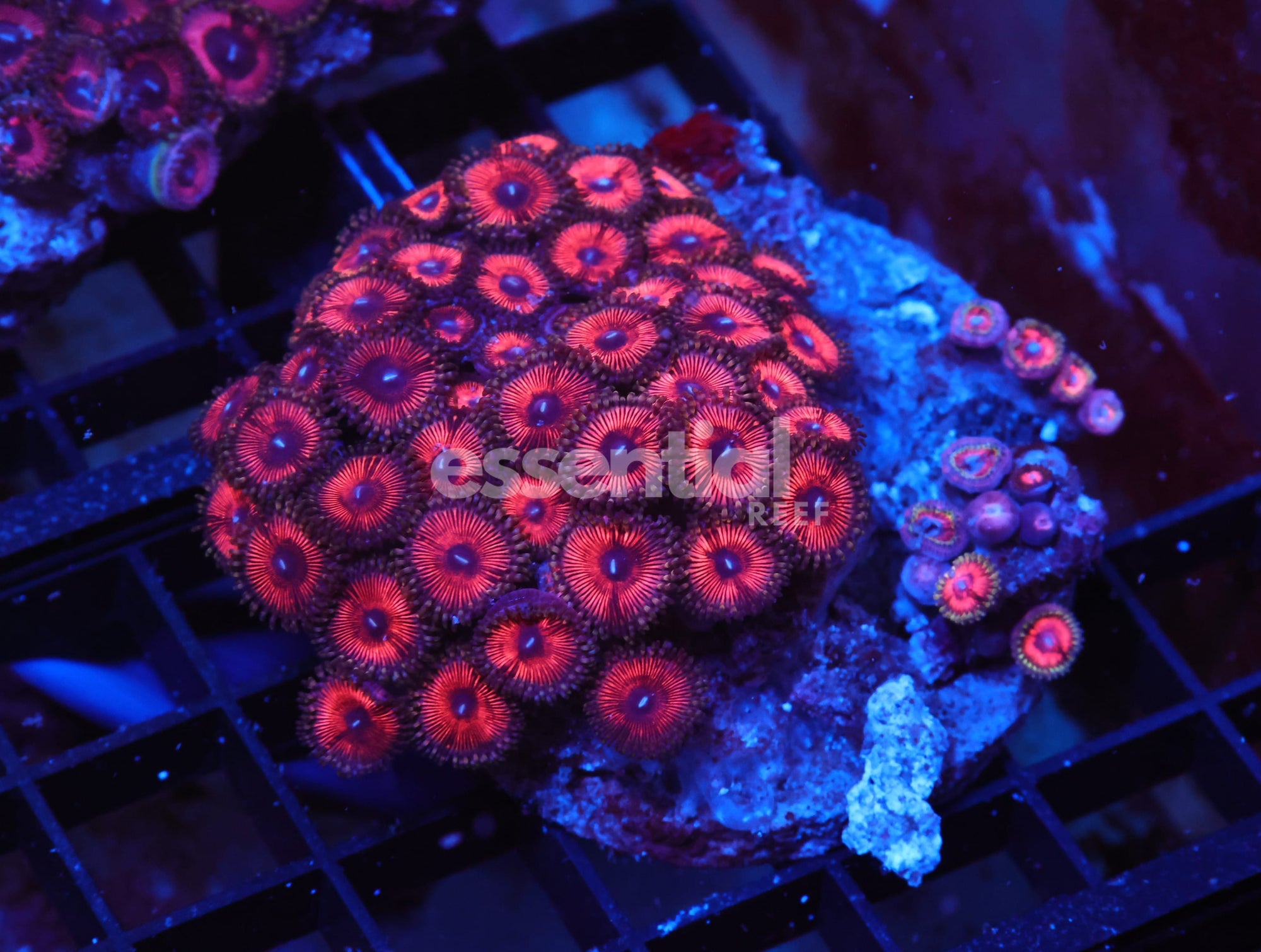 Watermarked - X135 - INDO ROSY RED ZOA