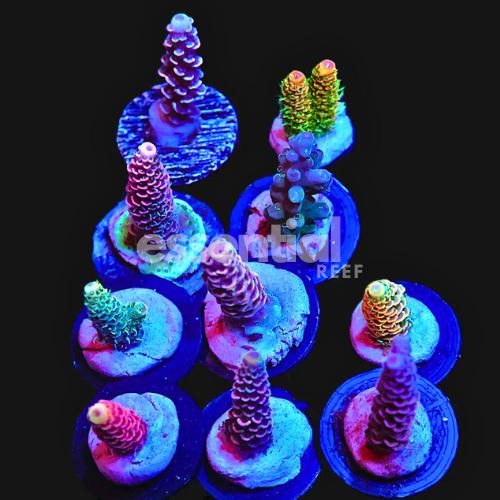 Essential Reef Acropora Pack – 10 Frags Variety (10 Piece Assortment)
