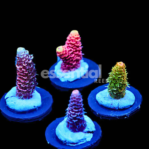 Essential Reef Acropora Pack – 4 Frags Variety (4 Piece Assortment)