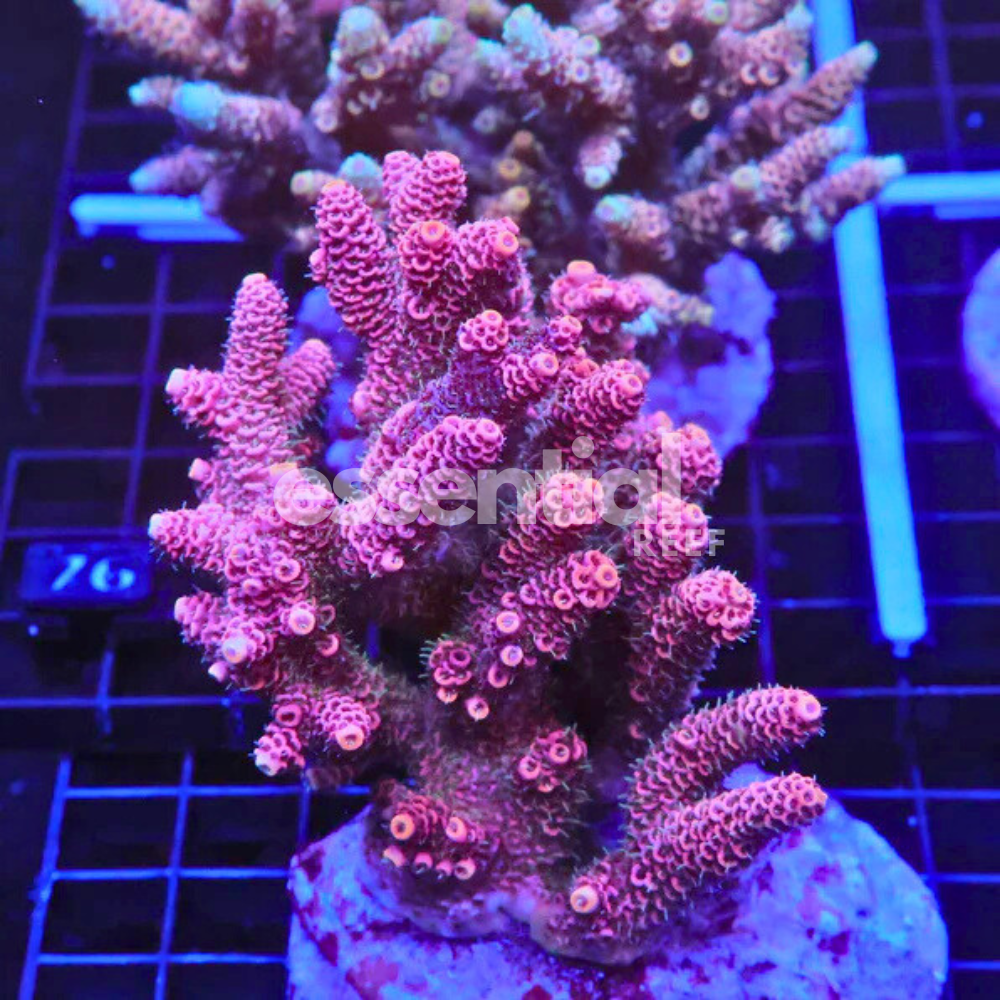 Indo Acropora – Premium Cultured XL (Acropora sp.)