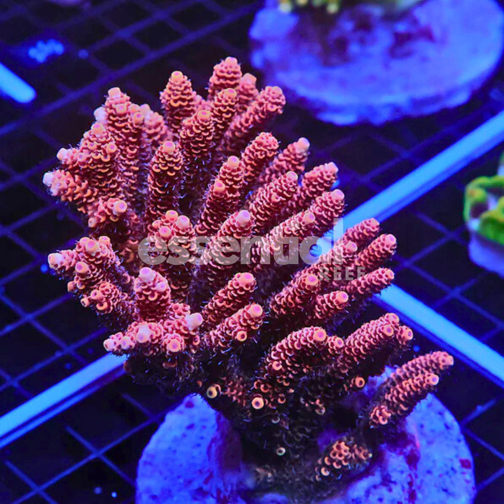 Indo Acropora – Premium Cultured XL (Acropora sp.)