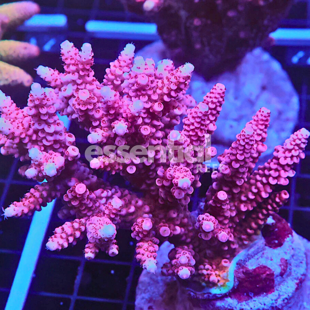Indo Acropora – Premium Cultured XL (Acropora sp.)