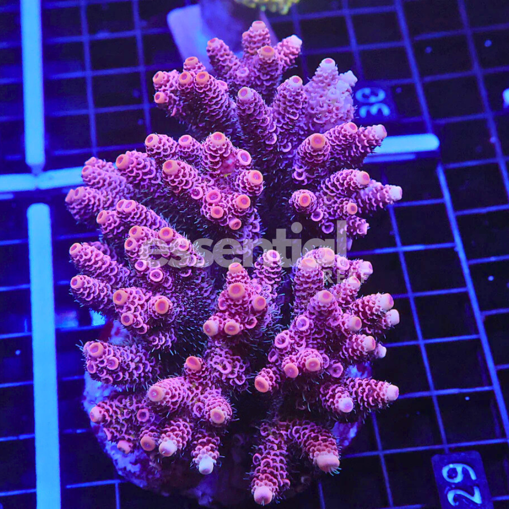 Indo Acropora – Premium Cultured XL (Acropora sp.)