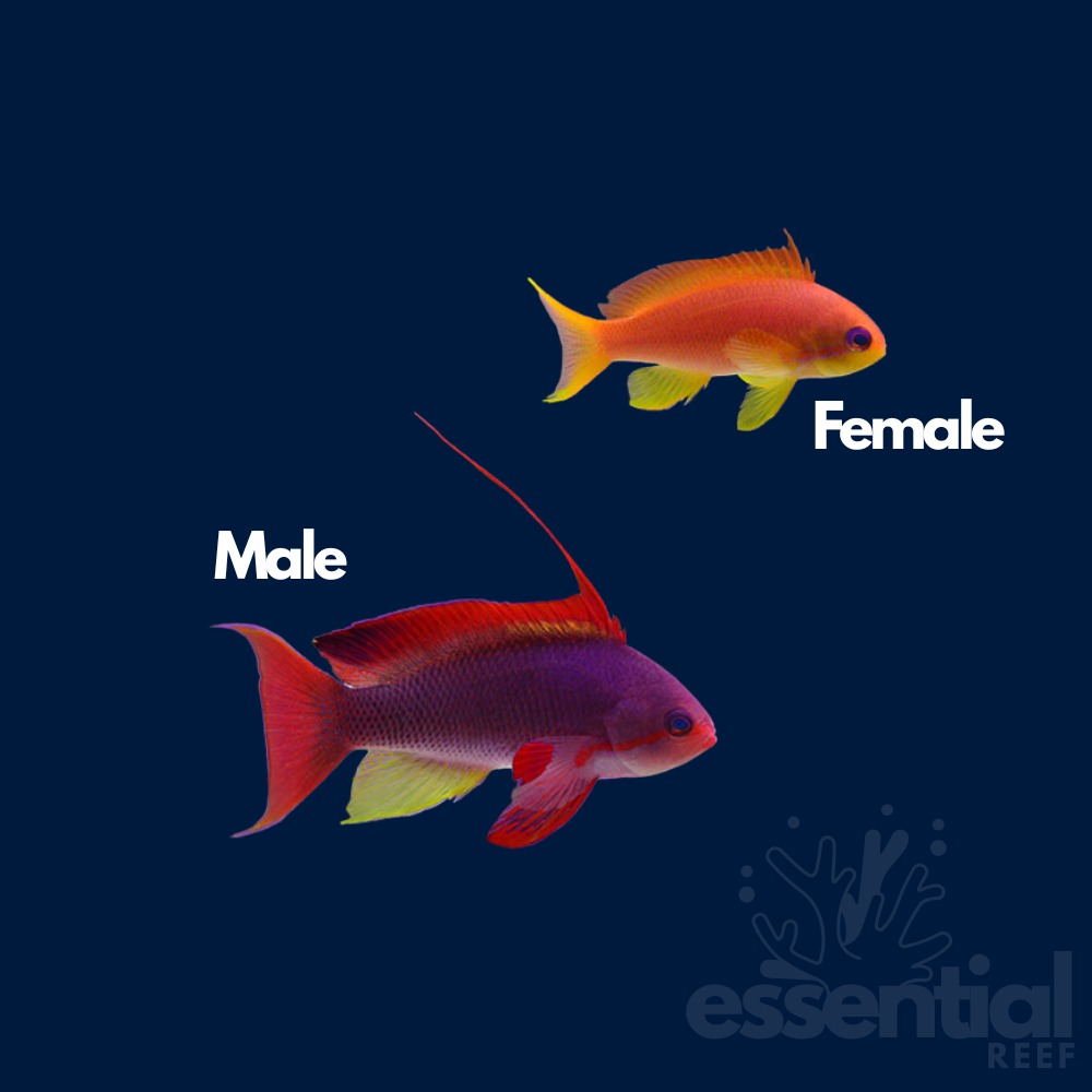 Lyretail Anthias