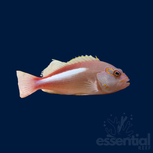 Arc Eye Hawkfish