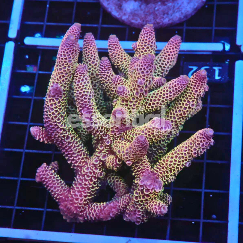 Aussie Acropora Dragonscale – Premium XL (Acropora sp.)