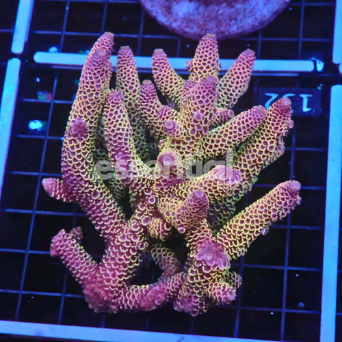 Aussie Acropora Dragonscale – Premium XL (Acropora sp.)