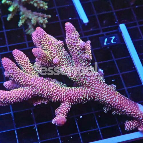Aussie Acropora Dragonscale – Premium XL (Acropora sp.)