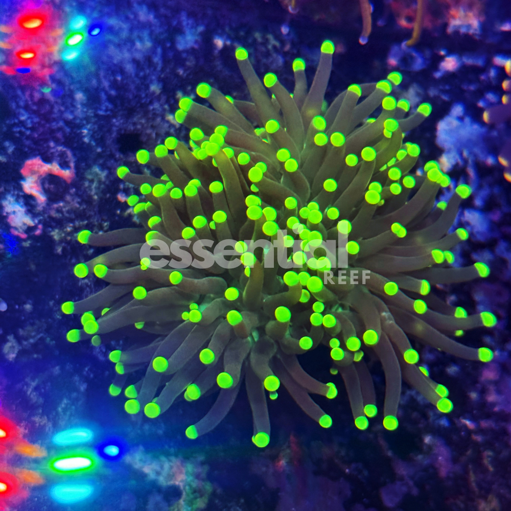 Black Light Torch