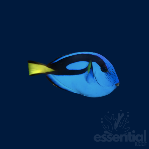 Blue (Hippo) Tang