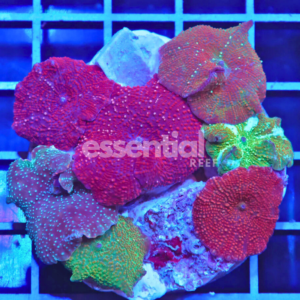 Ultra Disco Mushroom Combo Plate (Discosoma sp.)