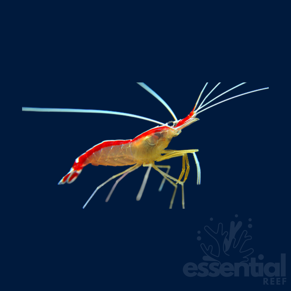 Cleaner Skunk Shrimp