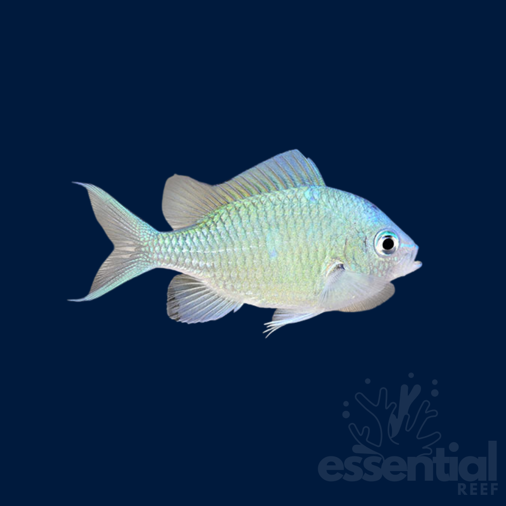 Blue Green Chromis