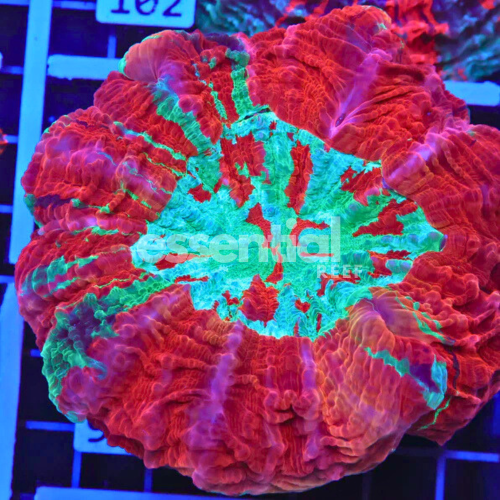 Malaysian Acanthophyllia – Large / Extra Large Premium LPS Coral (Acanthophyllia deshayesiana)