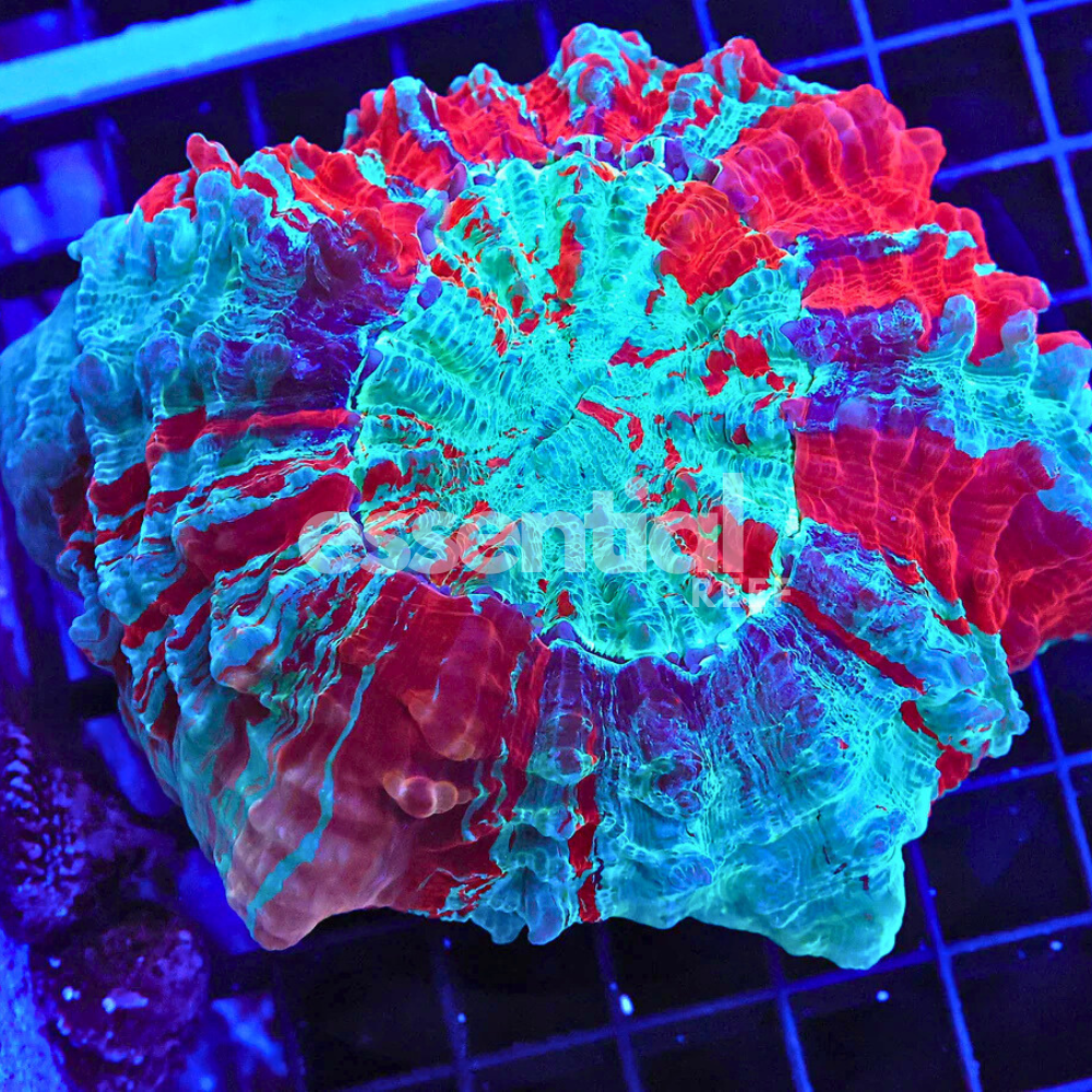 Malaysian Acanthophyllia – Large / Extra Large Premium LPS Coral (Acanthophyllia deshayesiana)