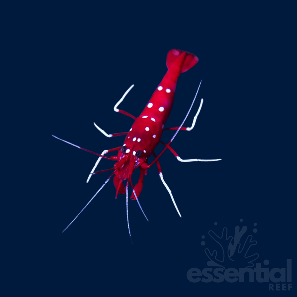 Blood Fire Shrimp (Lysmata debelius)