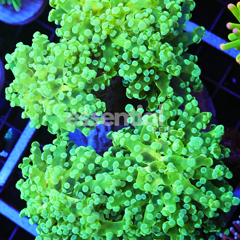 Radioactive Indo Frogspawn