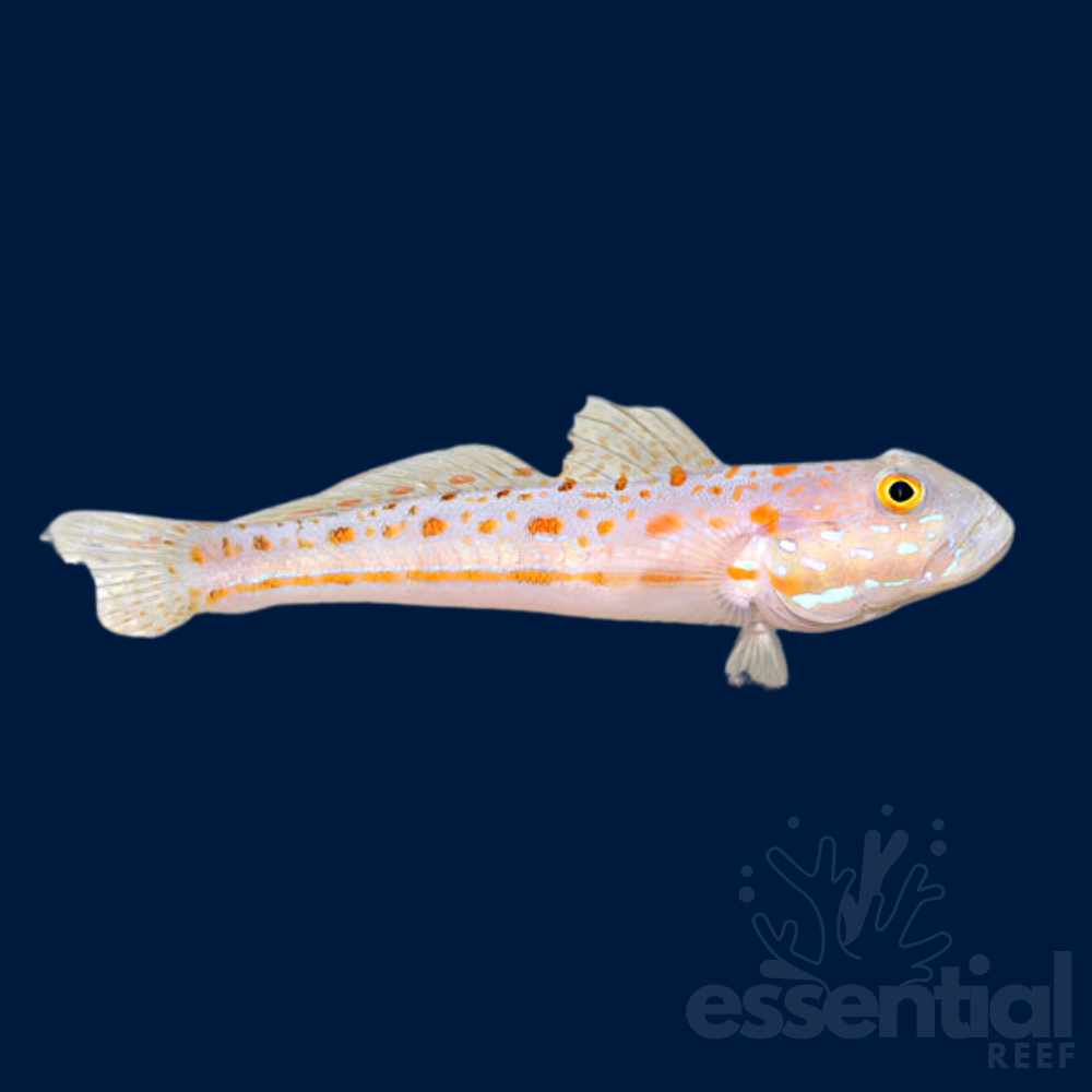 Diamond Watchman Goby