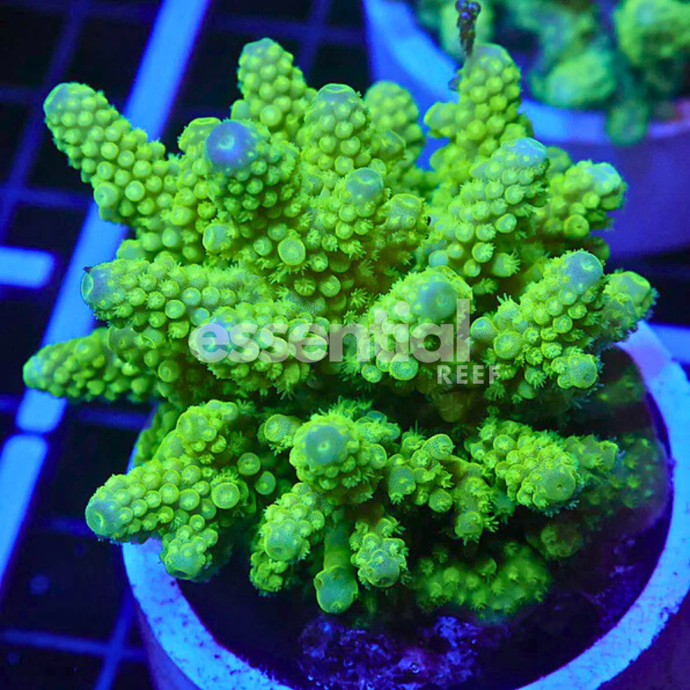 Neon Green Acropora – Indo Medium (Acropora sp.)