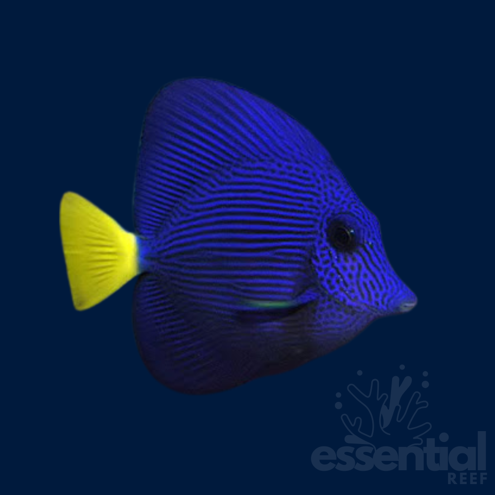 Purple Tang