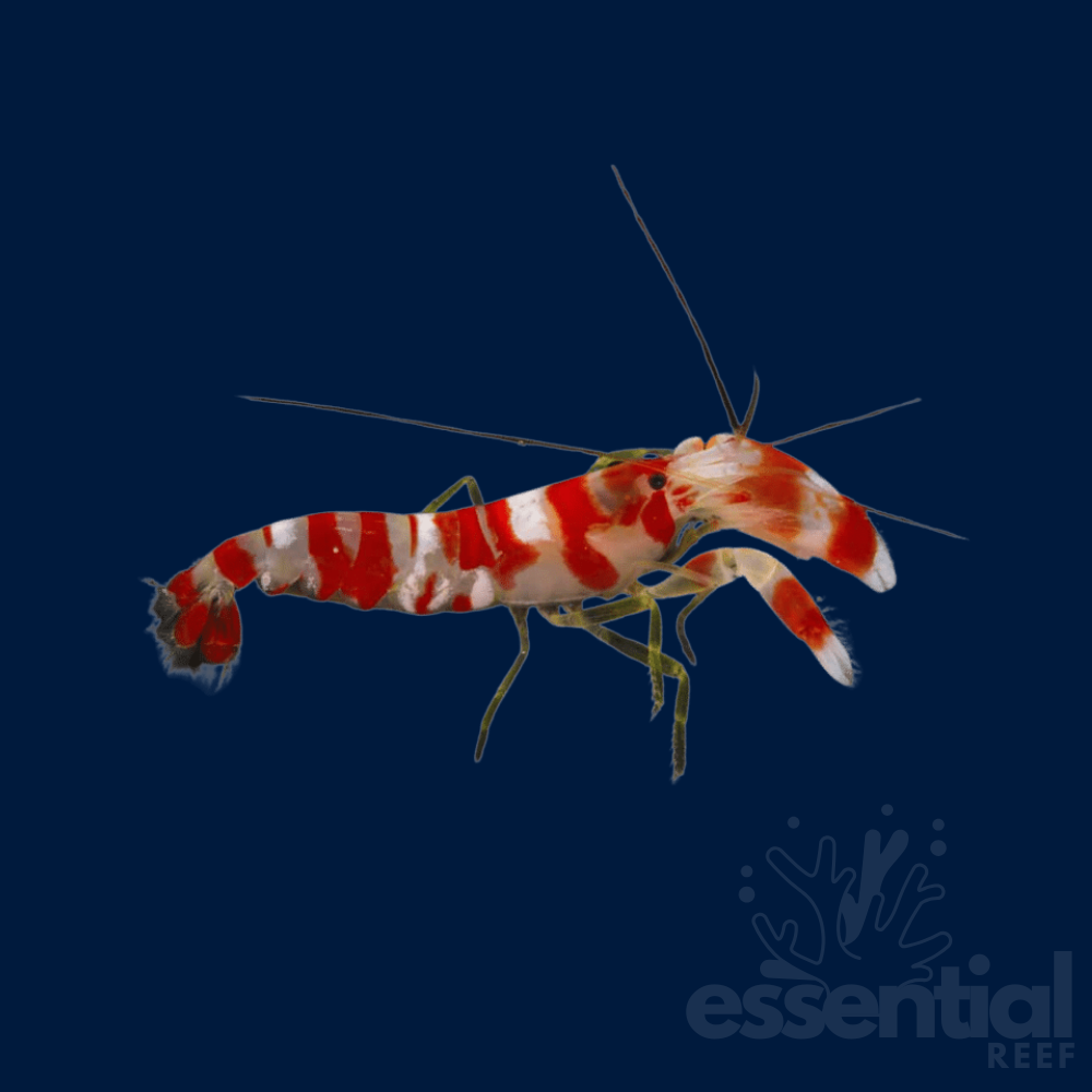 Candy Cane Pistol Shrimp