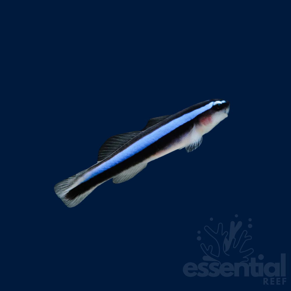 Neon Cleaner Goby