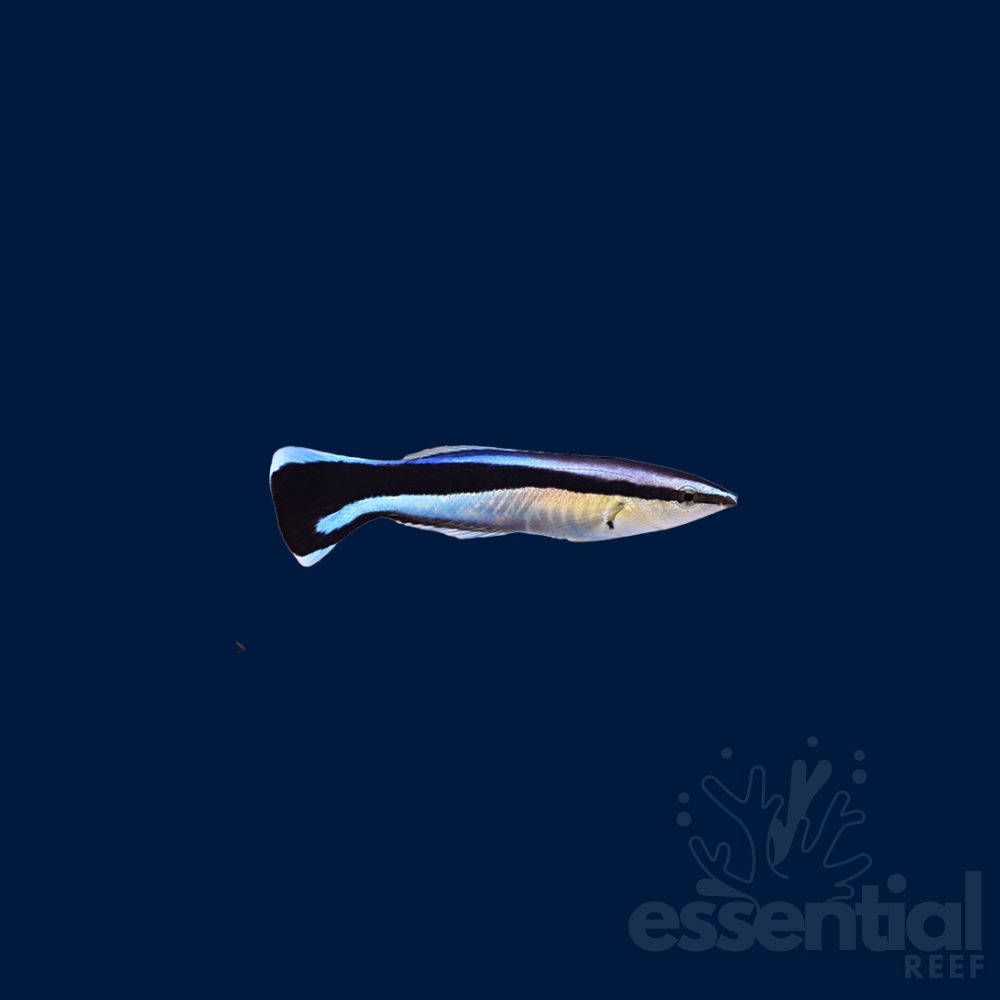 Cleaner Wrasse