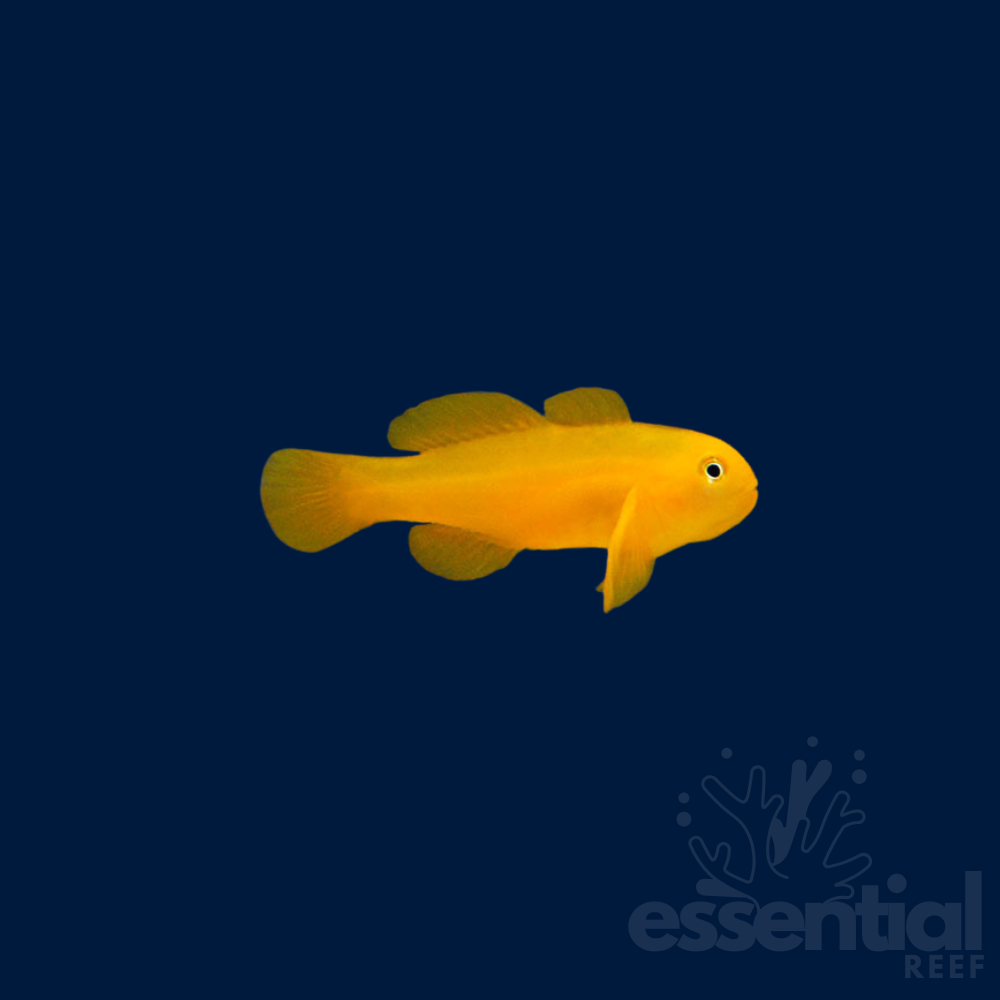 Yellow Clown Goby