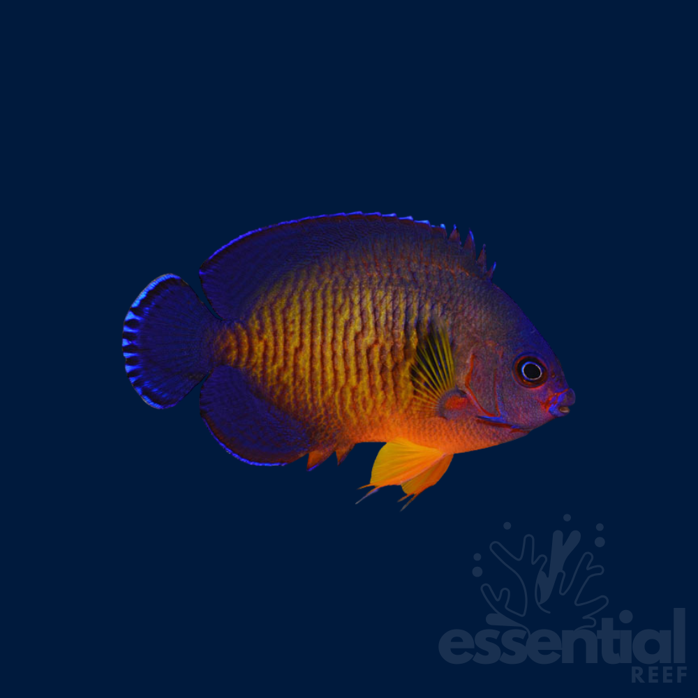 Coral Beauty Angelfish