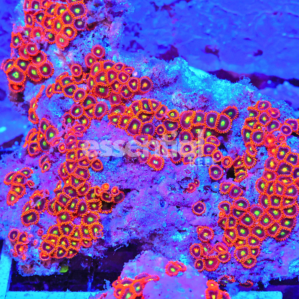 Colorful coral polyps on a rocky surface with vibrant blue lighting.