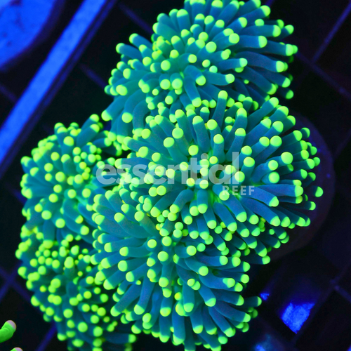 Black Light Indo Torch