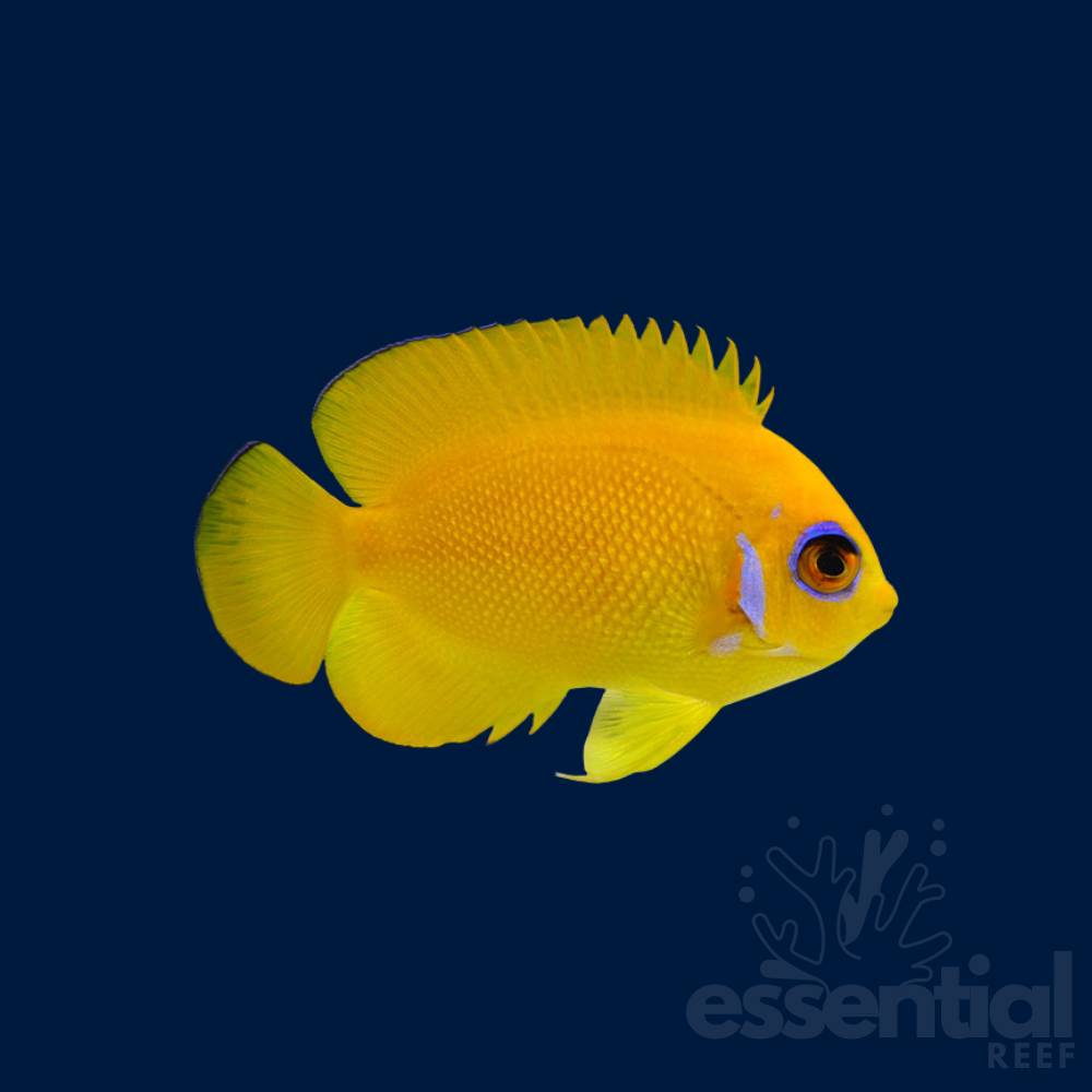 Lemon Peel Angelfish