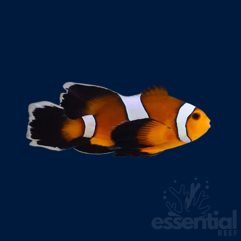 Longfin Misbar Clownfish