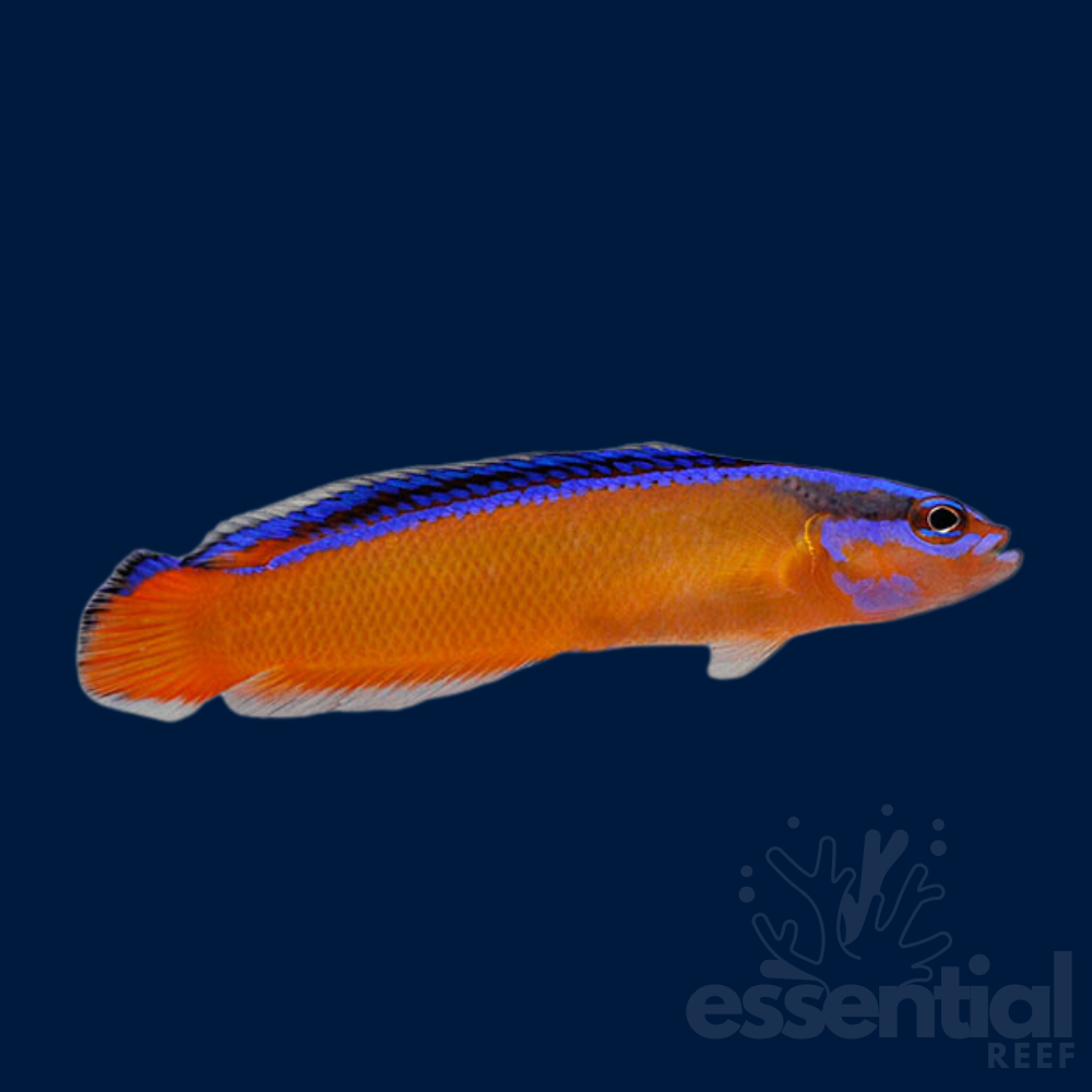 Neon Dottyback