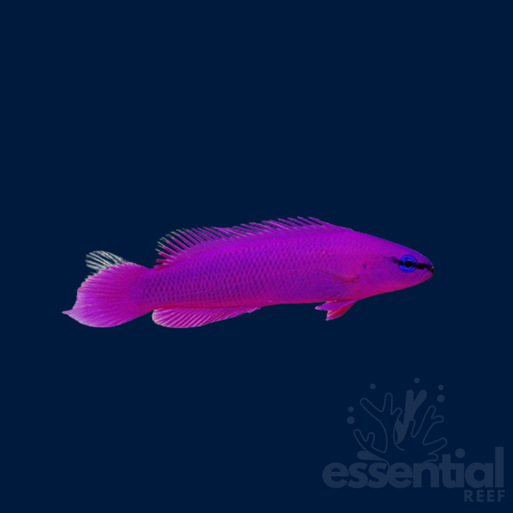 Orchid Dottyback