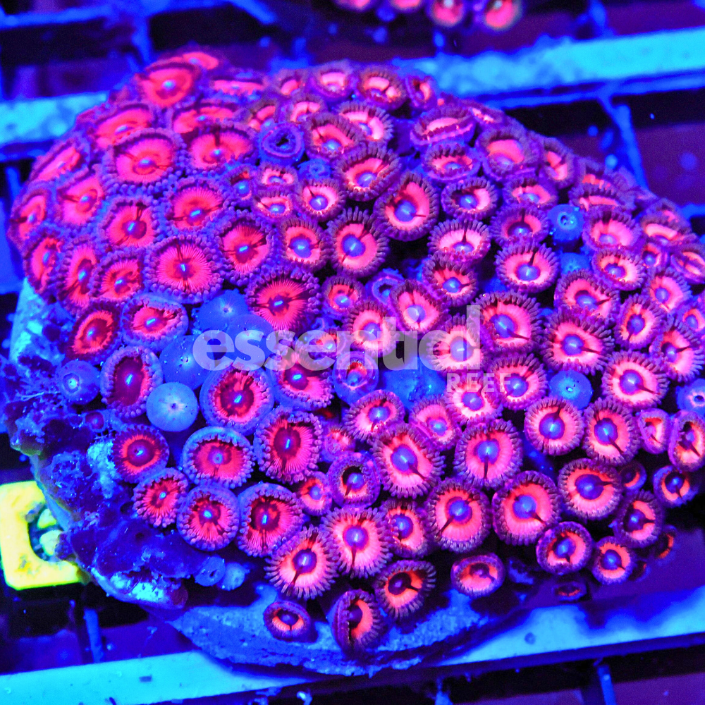 Pink Passion Zoa