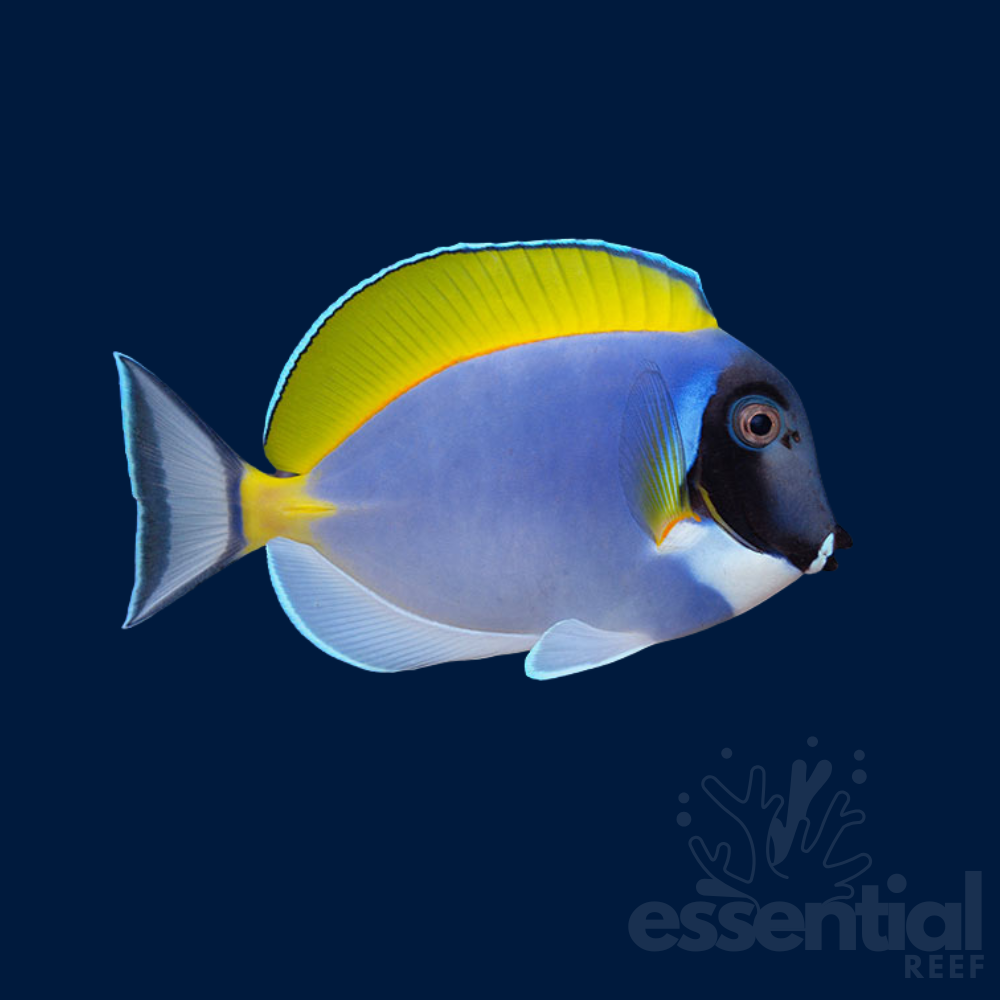 Powder Blue Tang