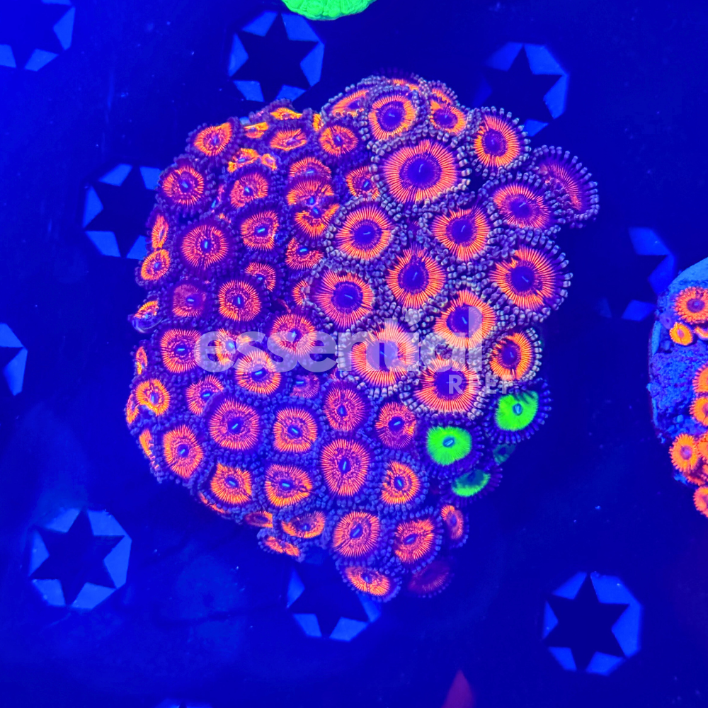 Mixed Zoa Colony ( Mini)