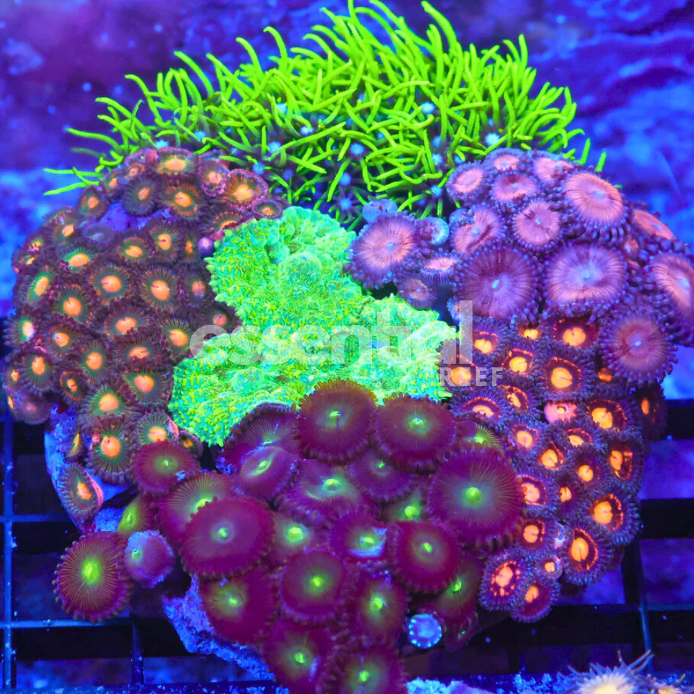 Mixed Reef Rock
