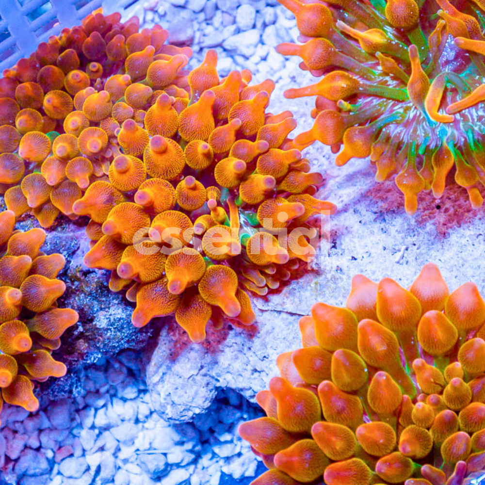 Rainbow Bubble Tip Anemone