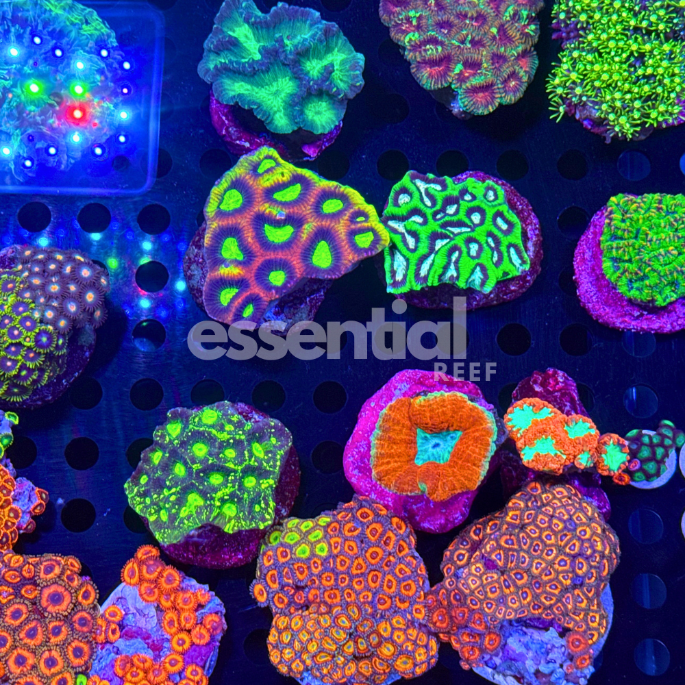 Essential Reef Mixed Coral Pack – 10 Piece (Softies, LPS & SPS)
