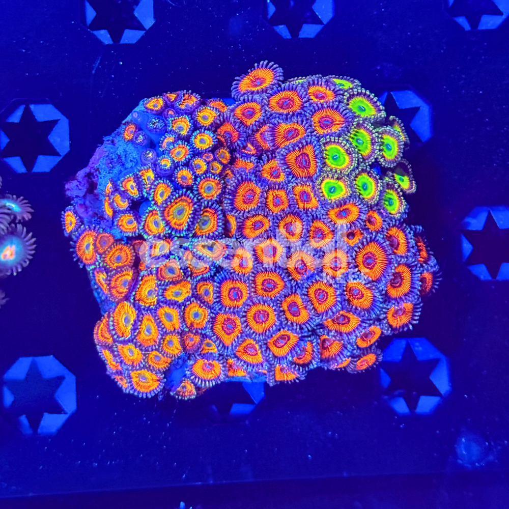 Mixed Zoa Colony