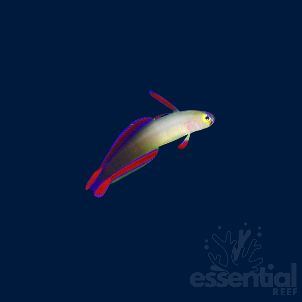 Purple Firefish