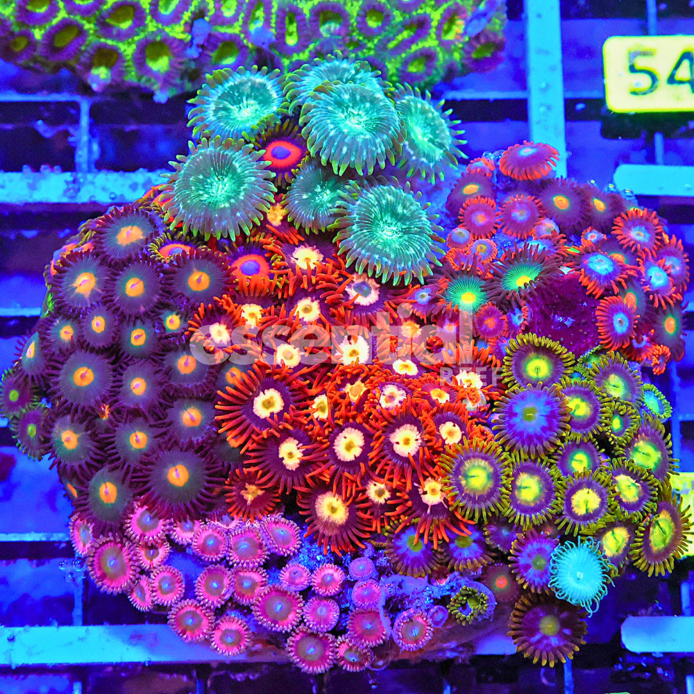 Rainbow Garden Zoa