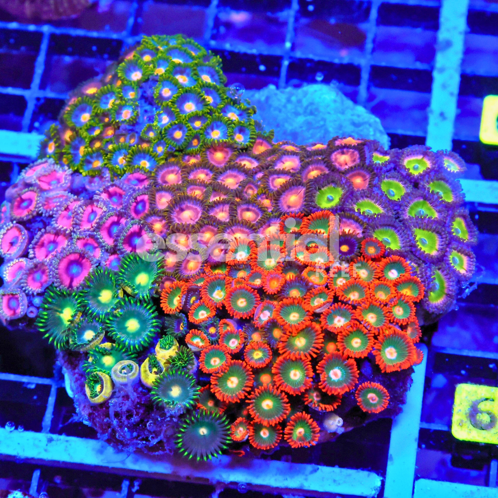 Rainbow Garden Zoa
