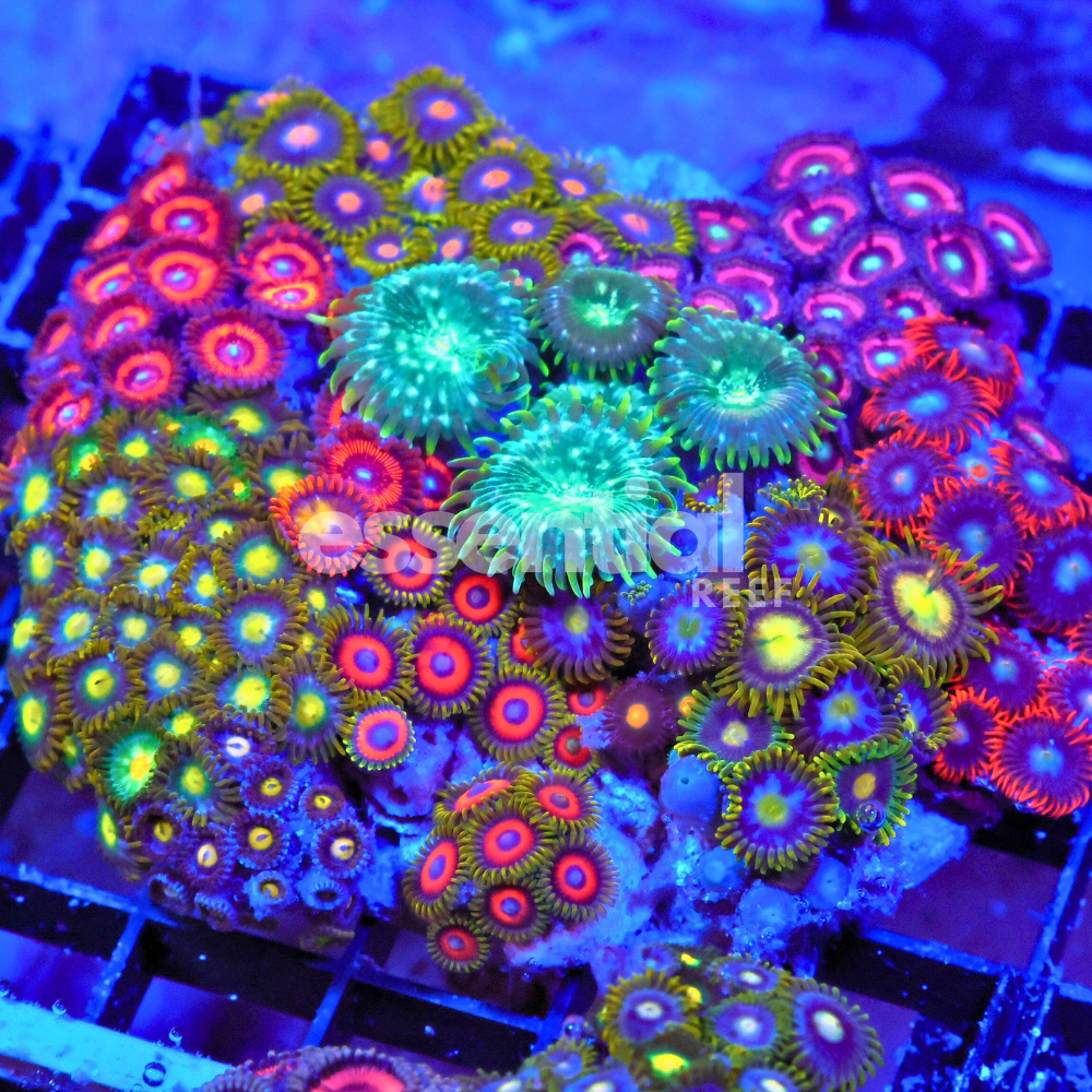 Rainbow Garden Zoa