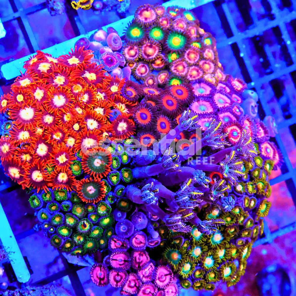 Rainbow Garden Zoa