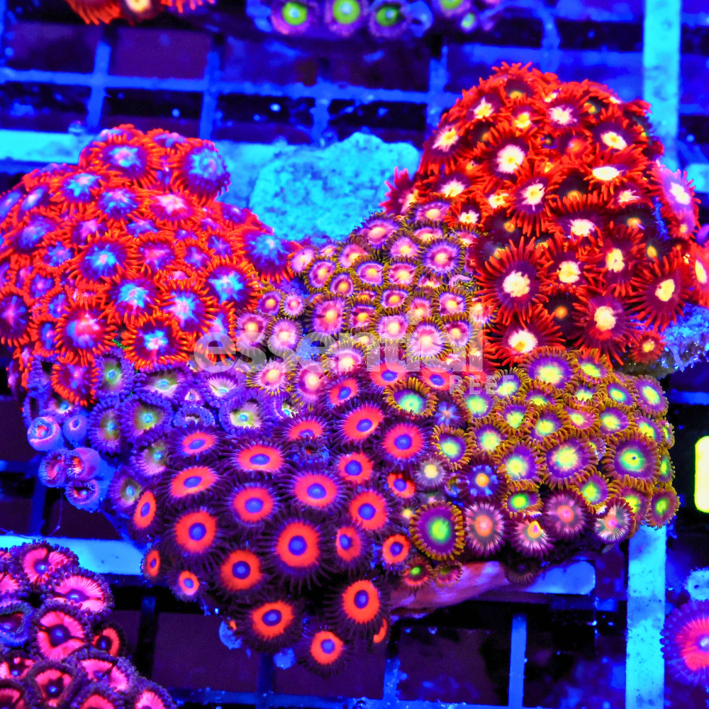 Colorful coral polyps in an aquarium setting with vibrant lighting.