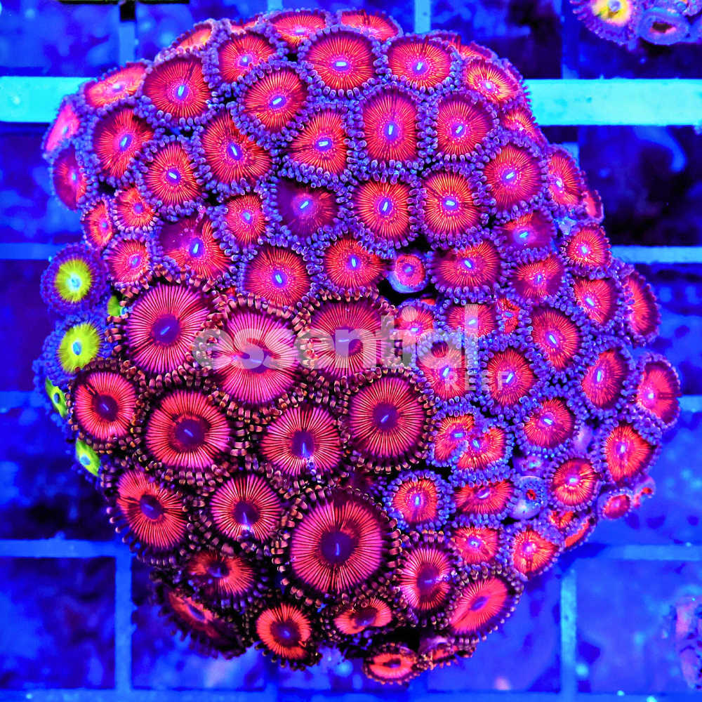 Red Hot Zoa